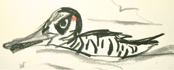 My Week in Birds - June 2026, week 1