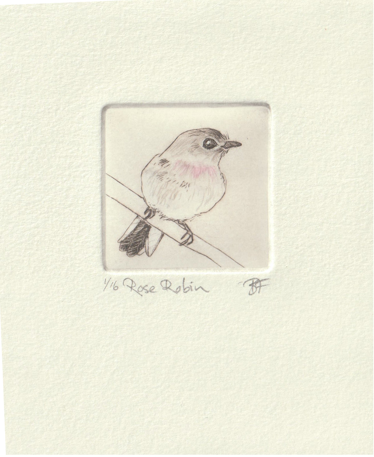 Original Etching - Rose Robin