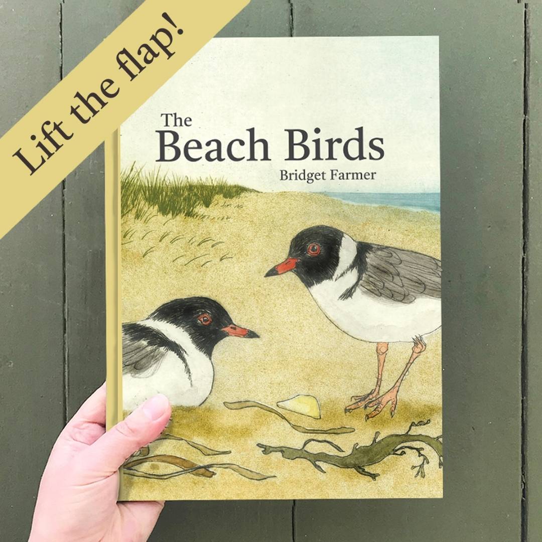 The Beach Birds - Lift The Flap Children's Bird Book