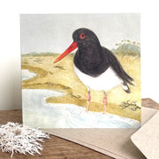 Pied Oystercatcher Greeting Card "The Beach Birds" Collection