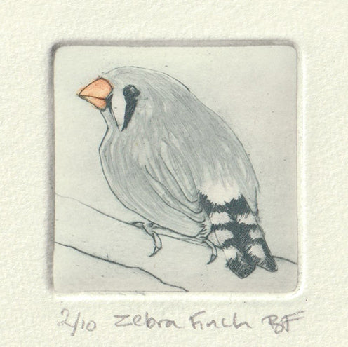 Original Etching - Zebra Finch