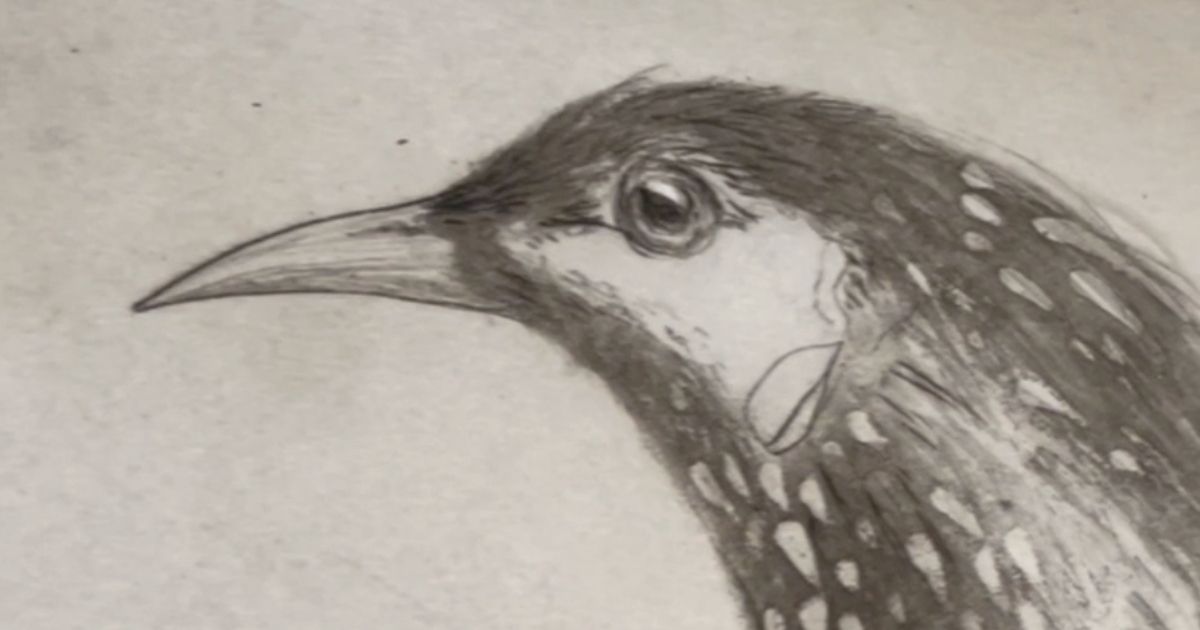 Creating the Red Wattlebird Etching - Part 3 - Proofing The Plate