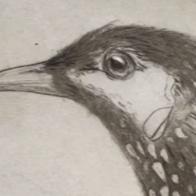 Creating the Red Wattlebird Etching - Part 3 - Proofing The Plate