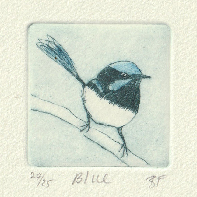 Original Etching - Blue (superb fairywren male)