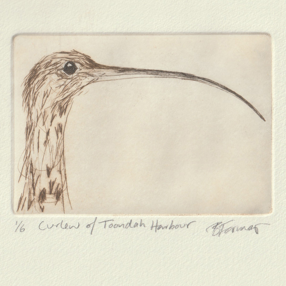 Curlew Of Toondah Harbour - Original Etching