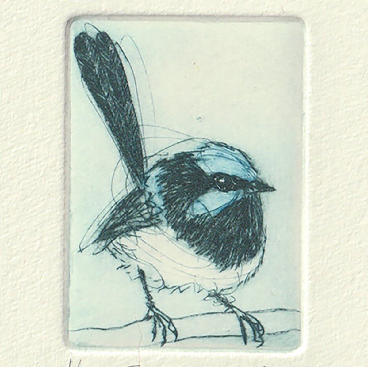 Fairywren - Original drypoint print