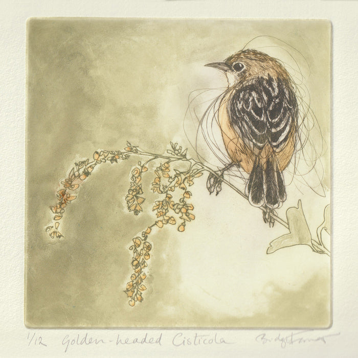 Original Etching - Golden-headed Cisticola