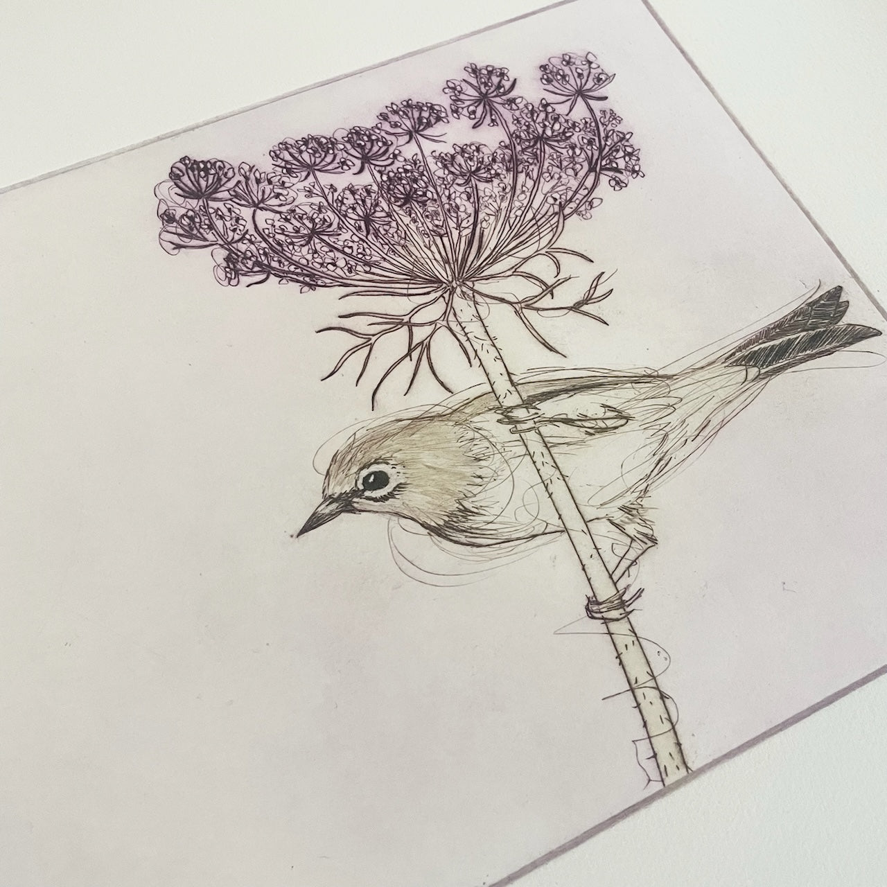 Original Etching - Silvereye In The Chocolate Lace