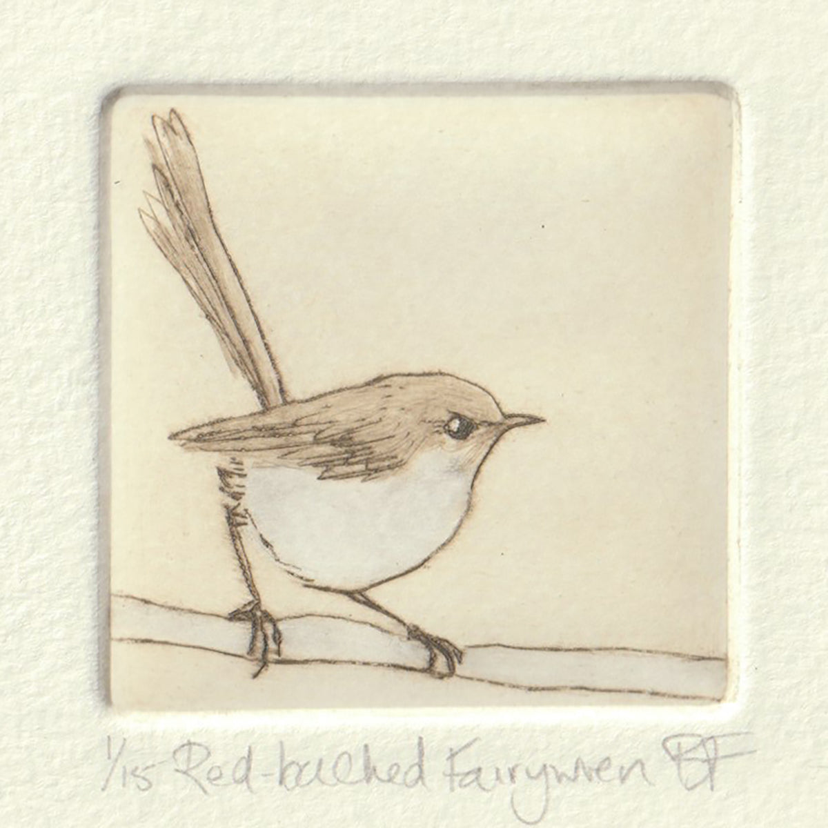 Original Etching - Red-backed Fairywren