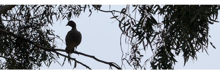 My Week in Birds ~ June 2026 Week 4