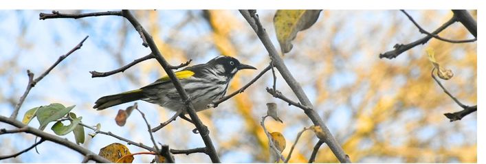 My Week in Birds - June 2026, week 2