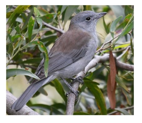 My Week in Birds ~ June 2026 Week 3
