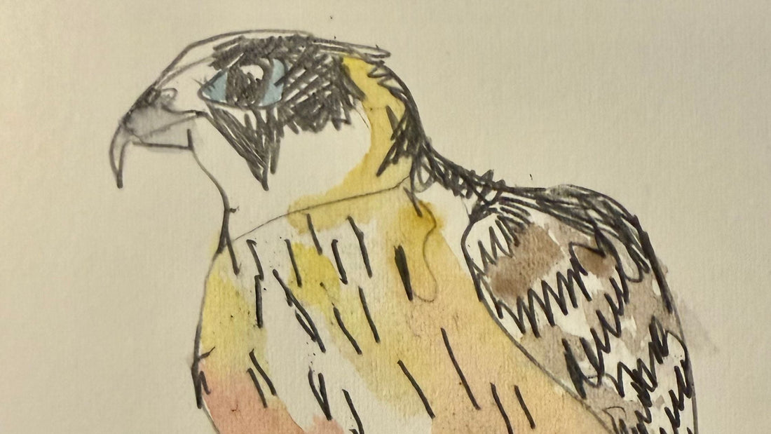 My Week In Birds ~ July Week 2