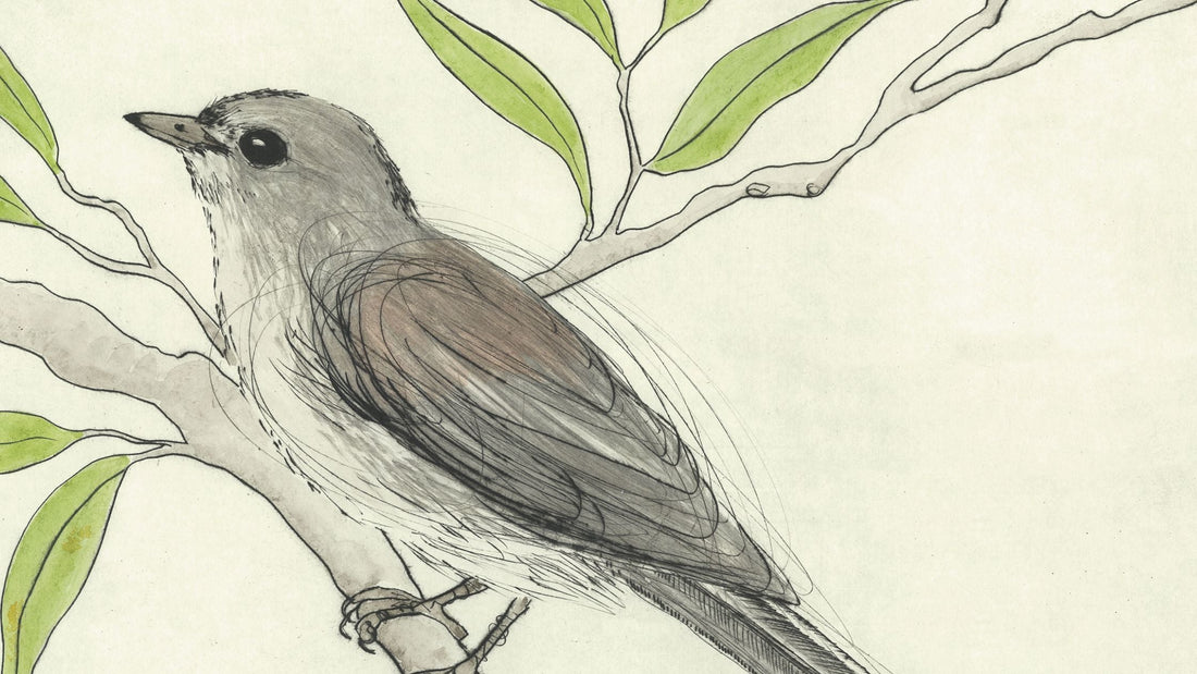 My Week In Birds ~ June Week 3