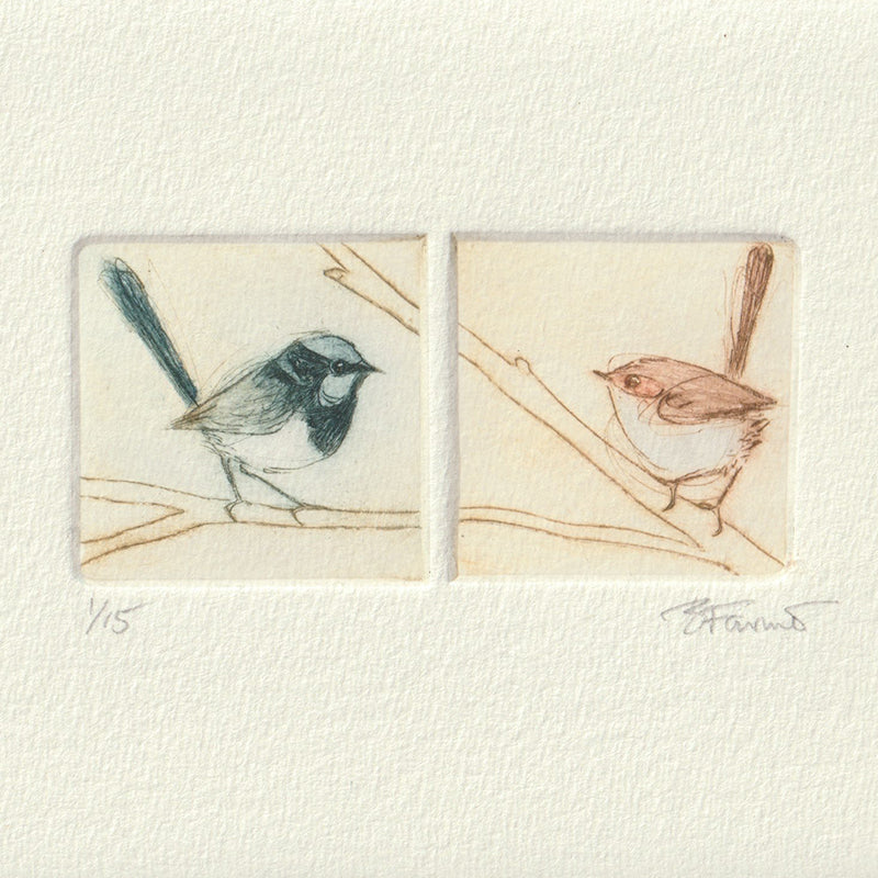 Original Etching - Suberb Fairywrens