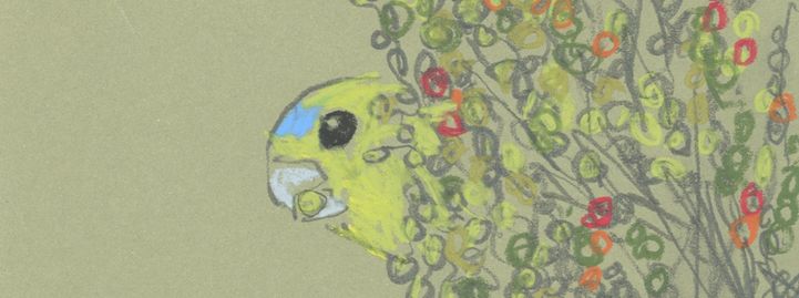 Orange-bellied parrot drawing