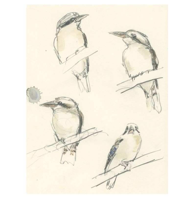 Kookaburras
