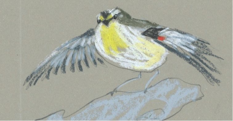 a bird about to take flight