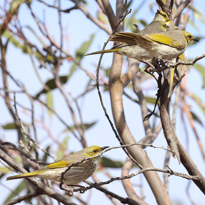 Original Drypoint Etching - Yellow-plumed Honeyeaters at Hattah