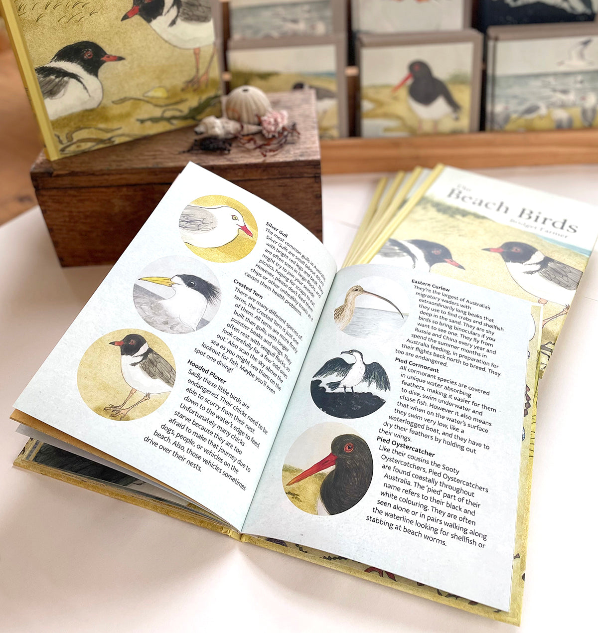 The Beach Birds - Lift The Flap Children's Bird Book