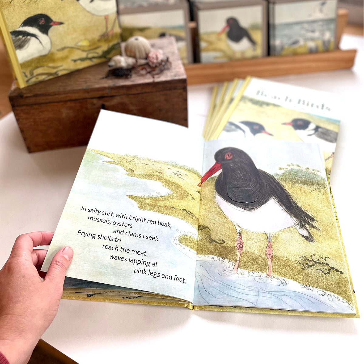 The Beach Birds - Lift The Flap Children's Bird Book