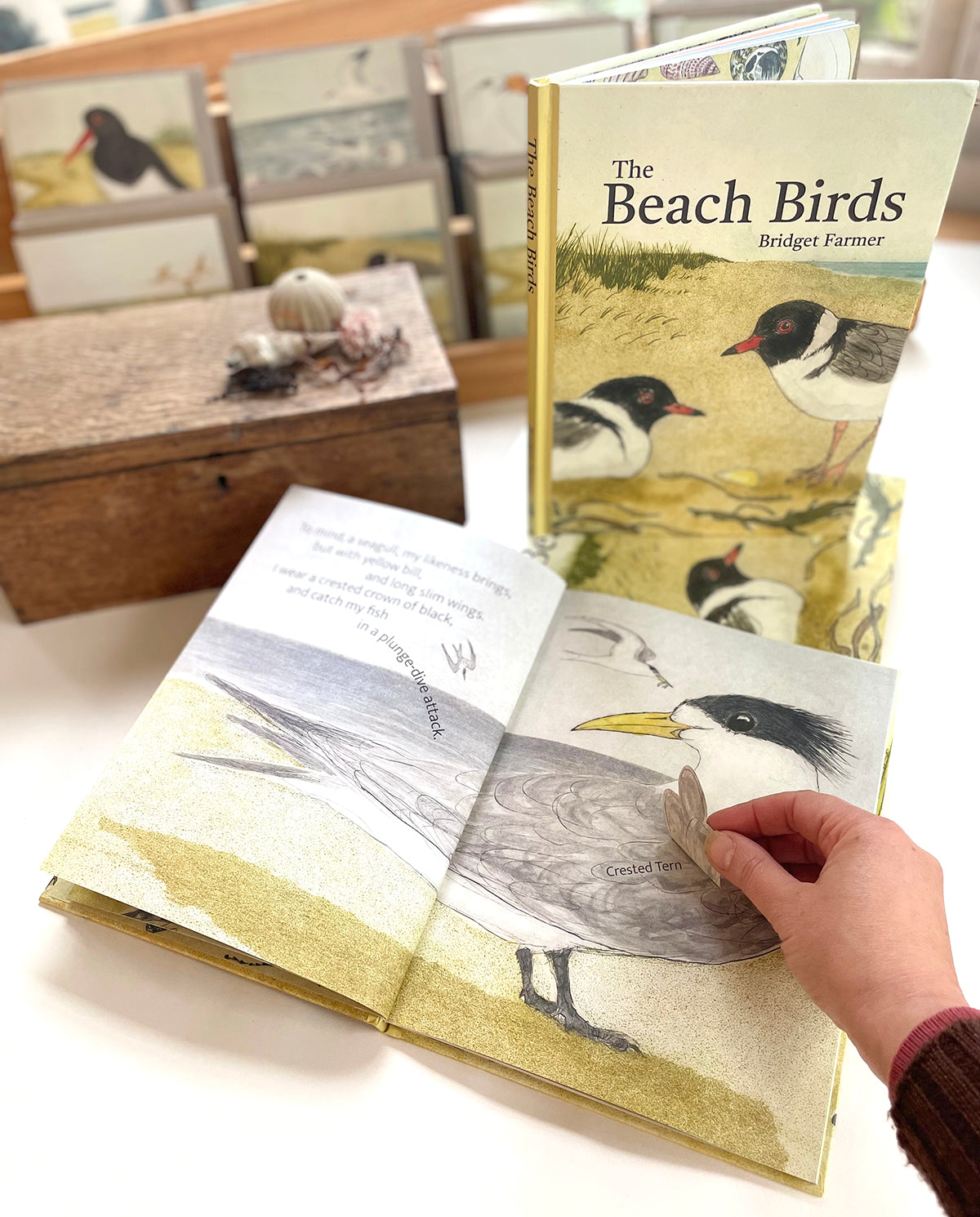 The Beach Birds - Lift The Flap Children's Bird Book