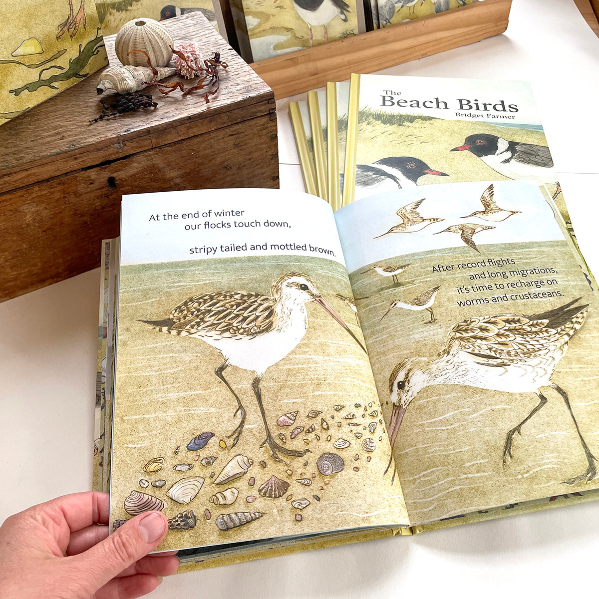 The Beach Birds - Lift The Flap Children's Bird Book