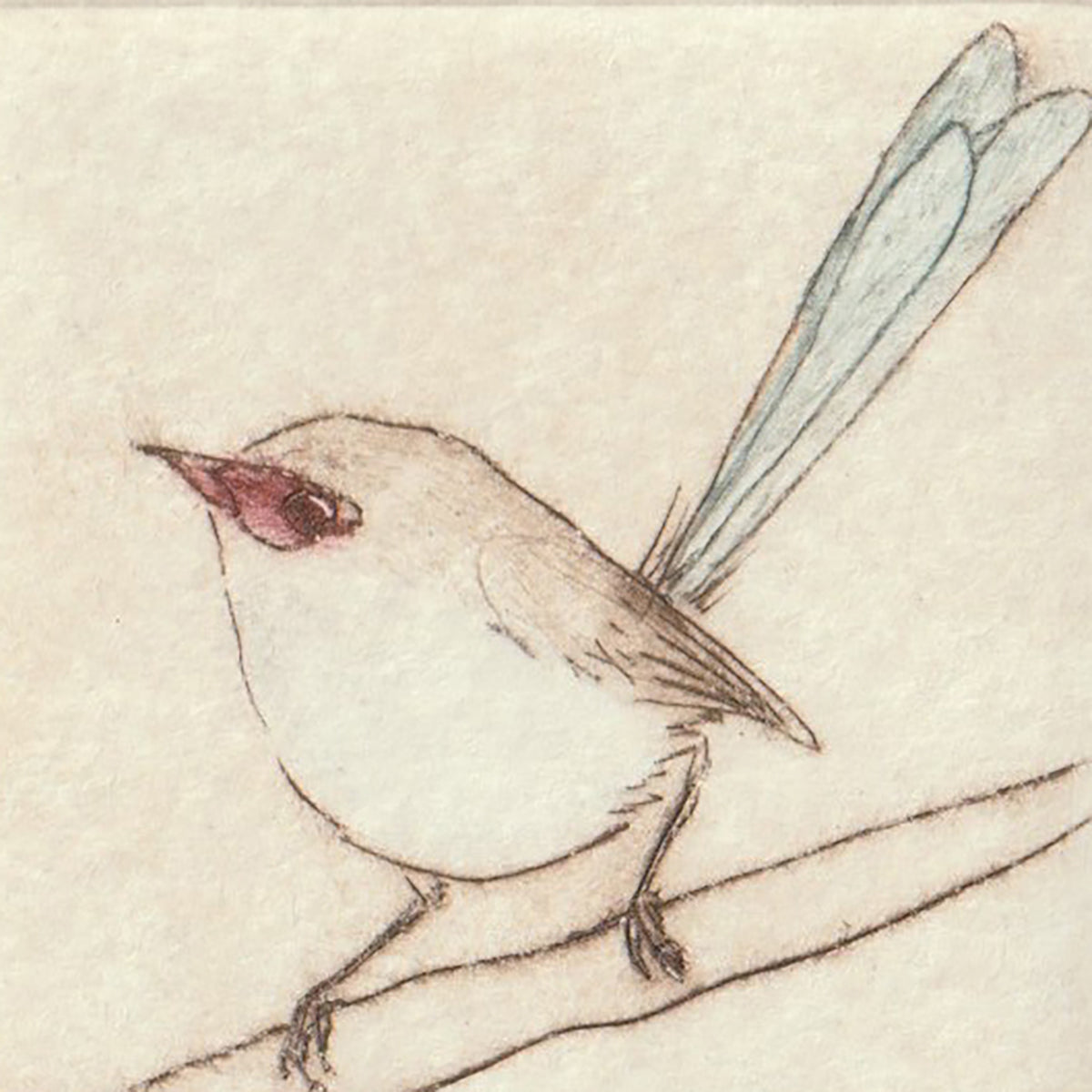 Original Etching - Blue-breasted Fairywren