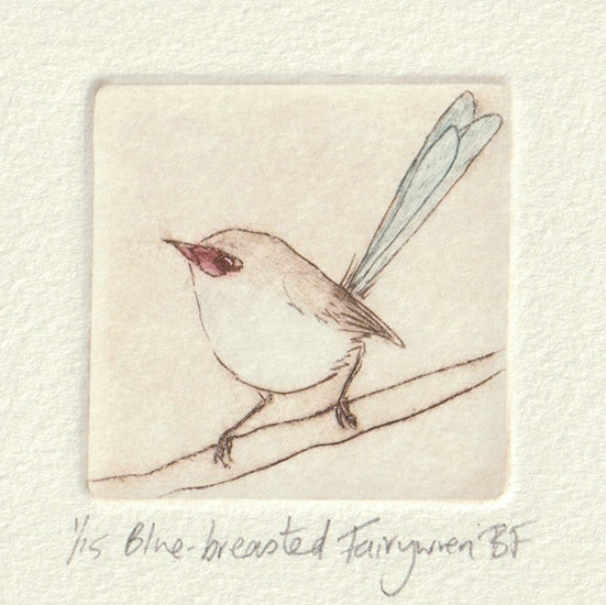 Original Etching - Blue-breasted Fairywren