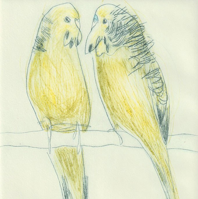 Original Etching - Budgies II
