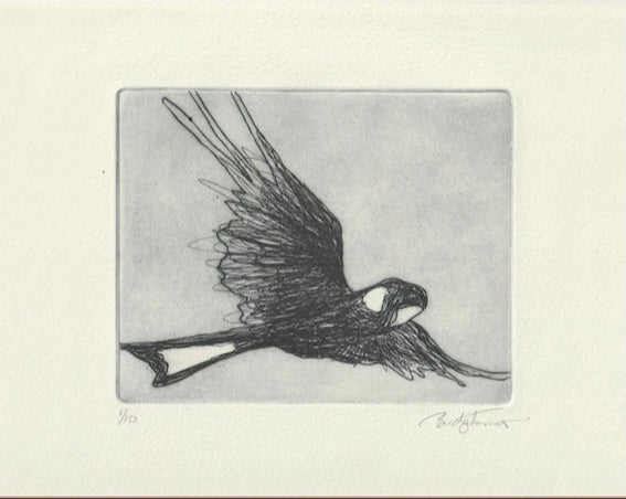 Original Etching - Black Cockatoo