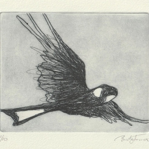 Original Etching - Black Cockatoo