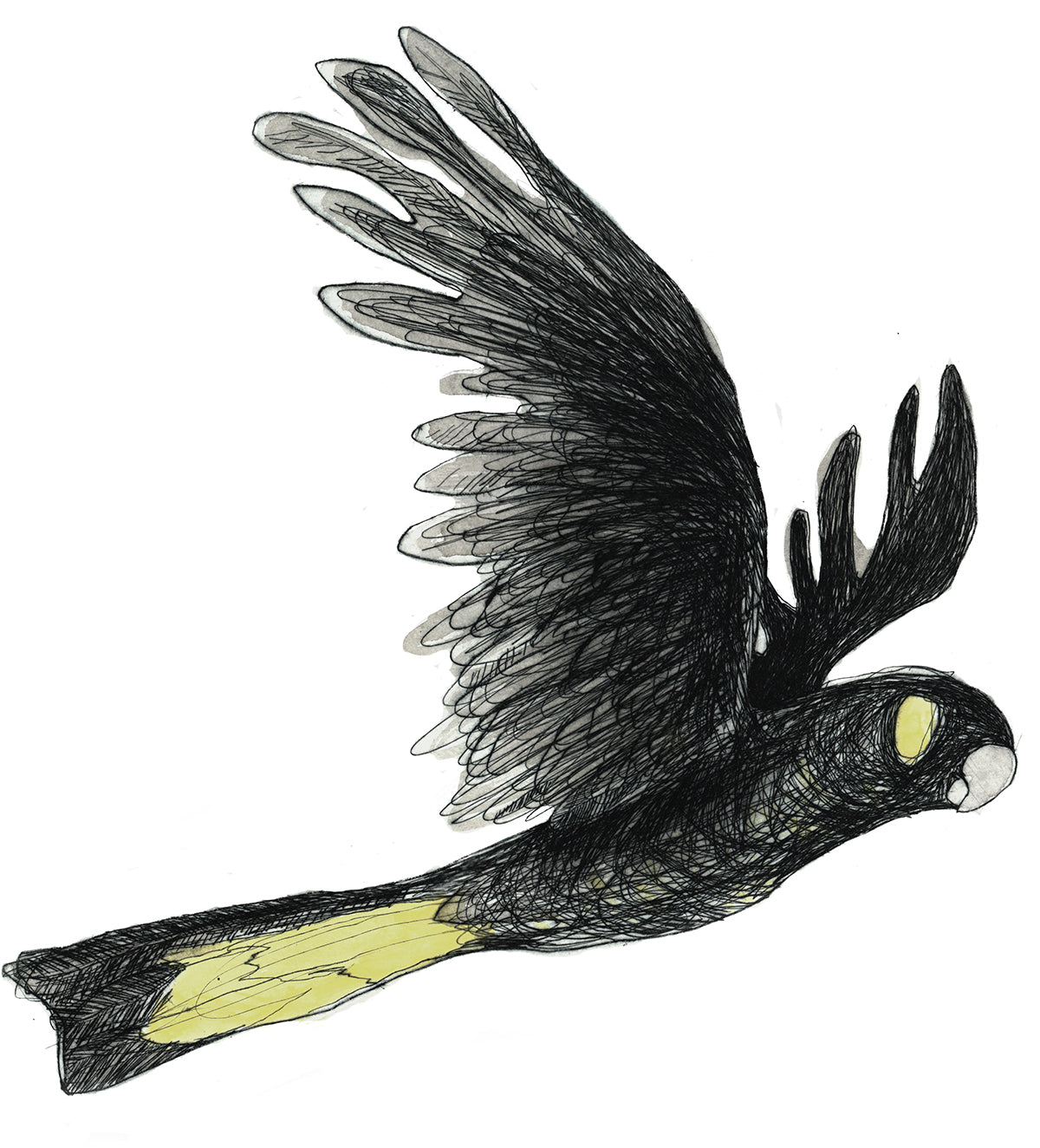Yellow-tailed Black Cockatoo Sticker 1