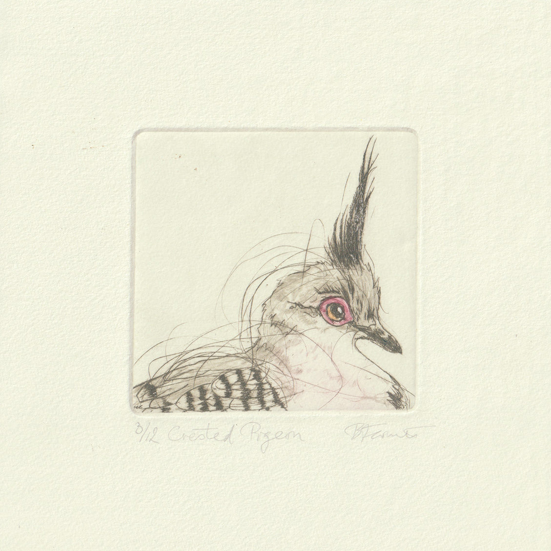 Original Etching - Crested Pigeon