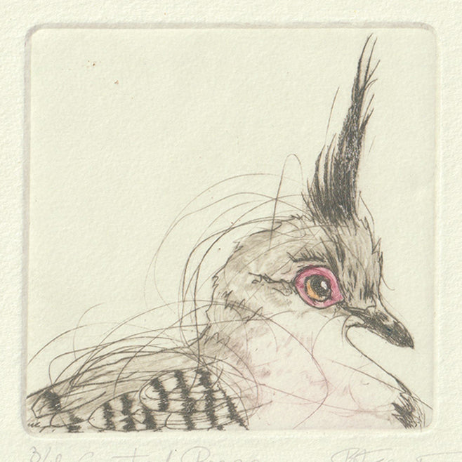 Original Etching - Crested Pigeon