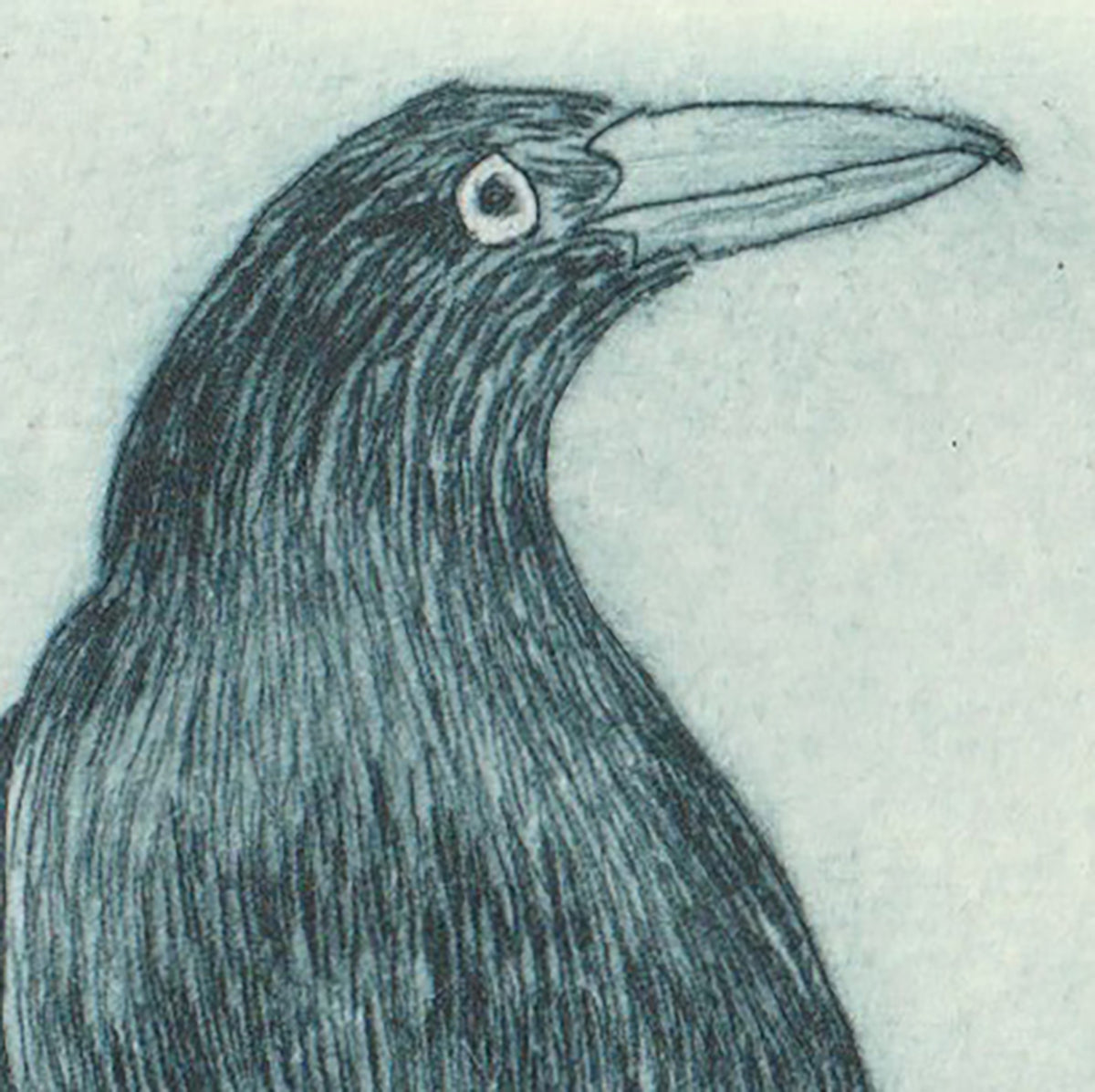 Original Etching - Currawong