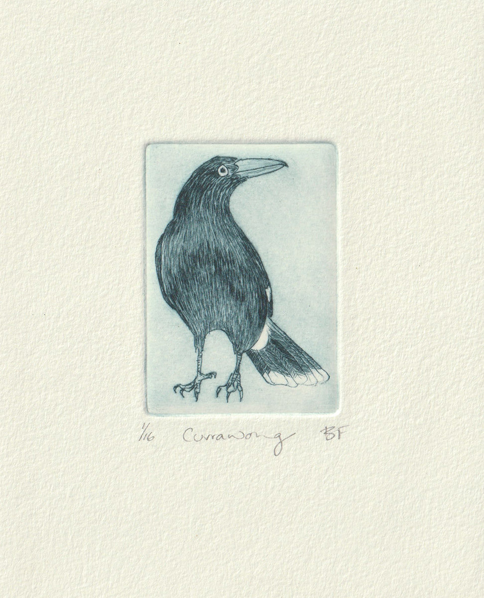 Original Etching - Currawong