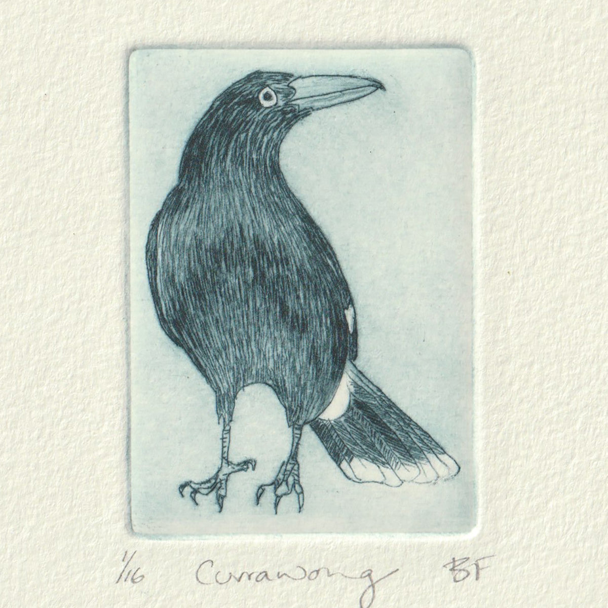 Original Etching - Currawong