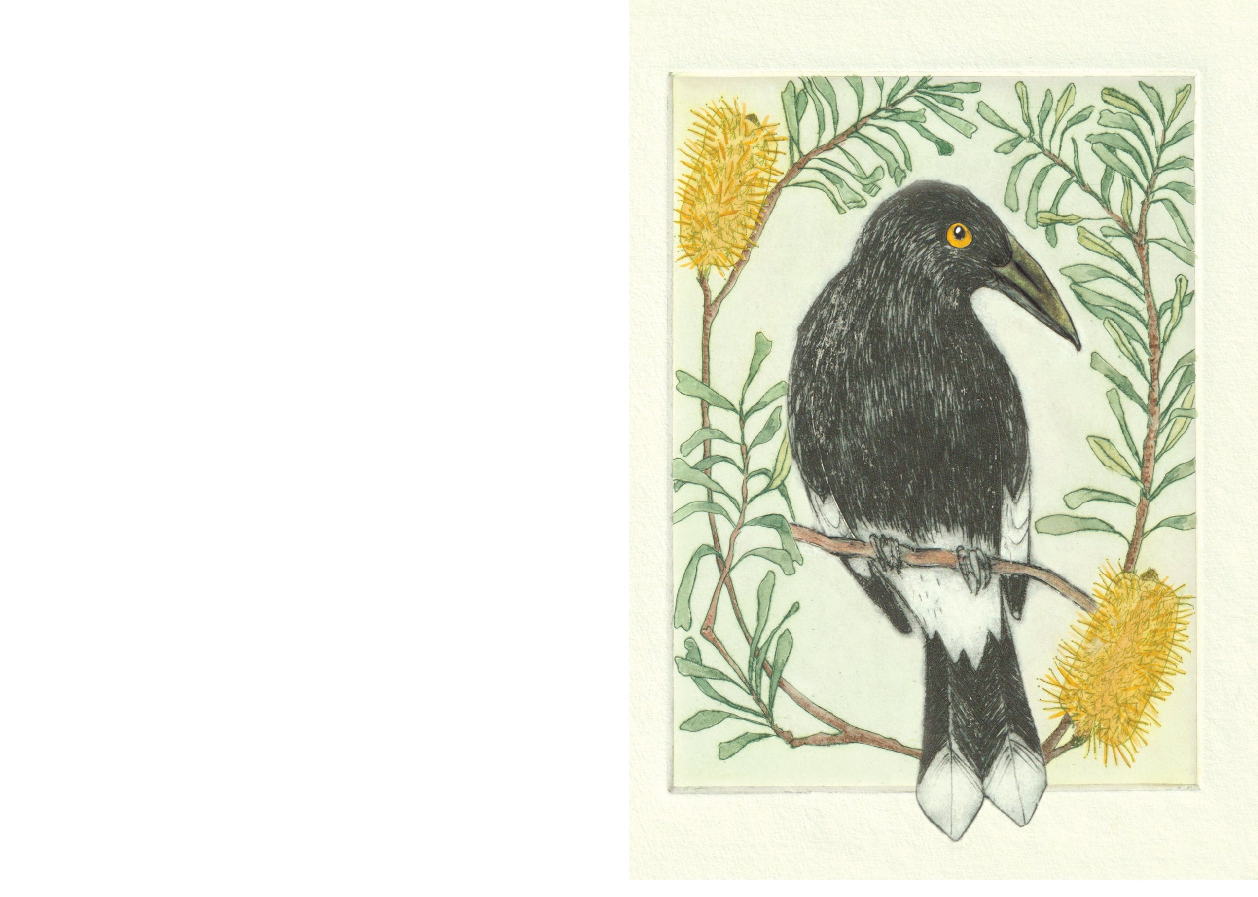 Pied Currawong Greeting Card "I am a Magpie" Collection