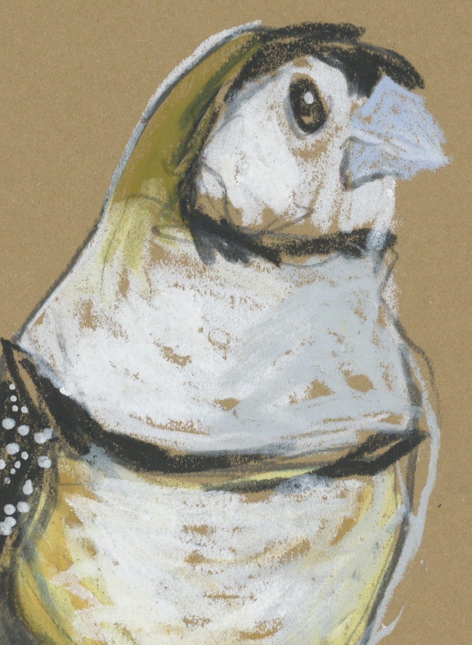 Double-barred Finch - A5 Original Drawing (D41)