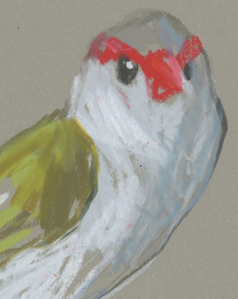 Red-browed Finch - A5 Original Drawing (D45)