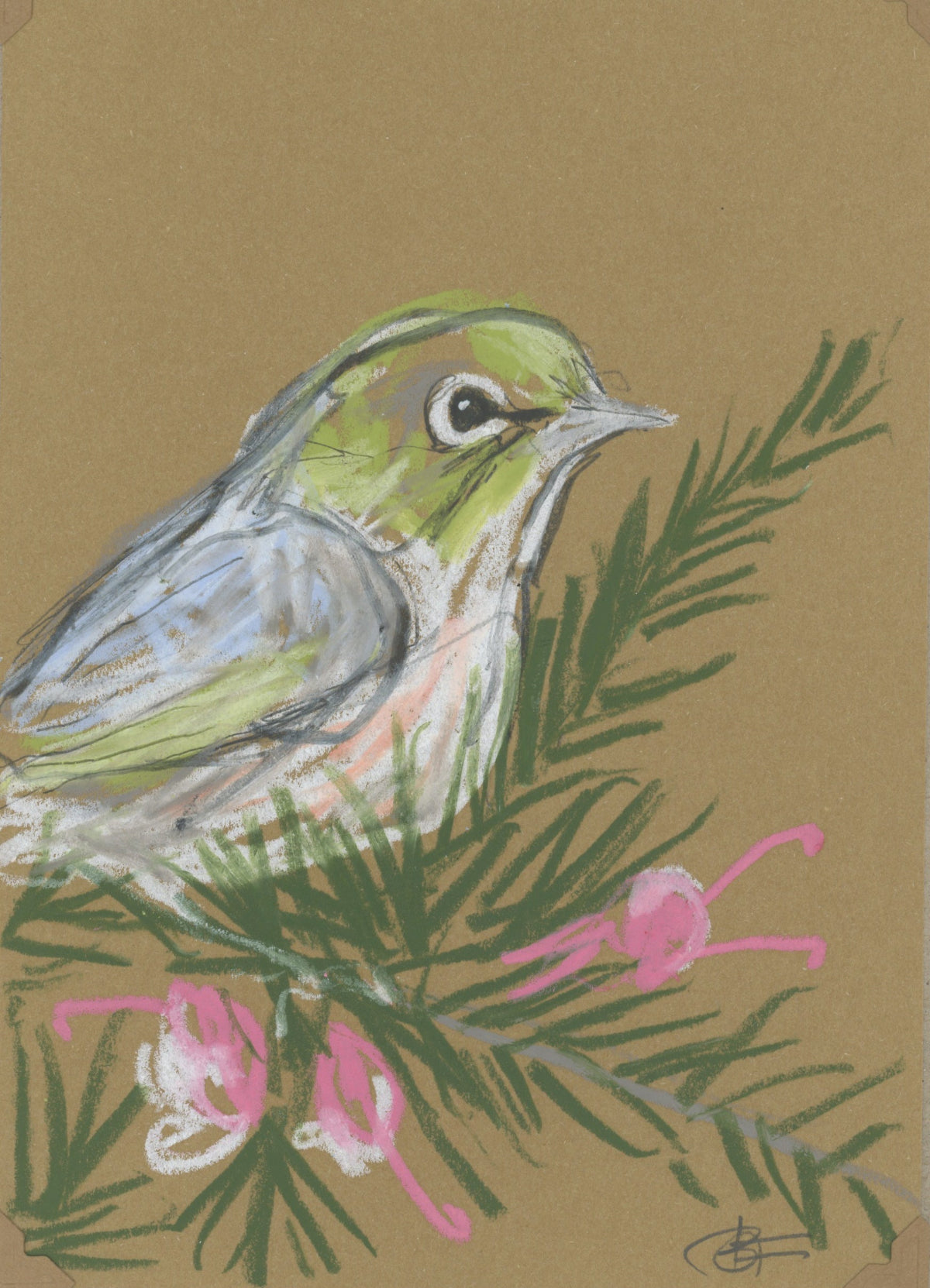 oil pastel drawing of a silvereye by Bridget Farmer