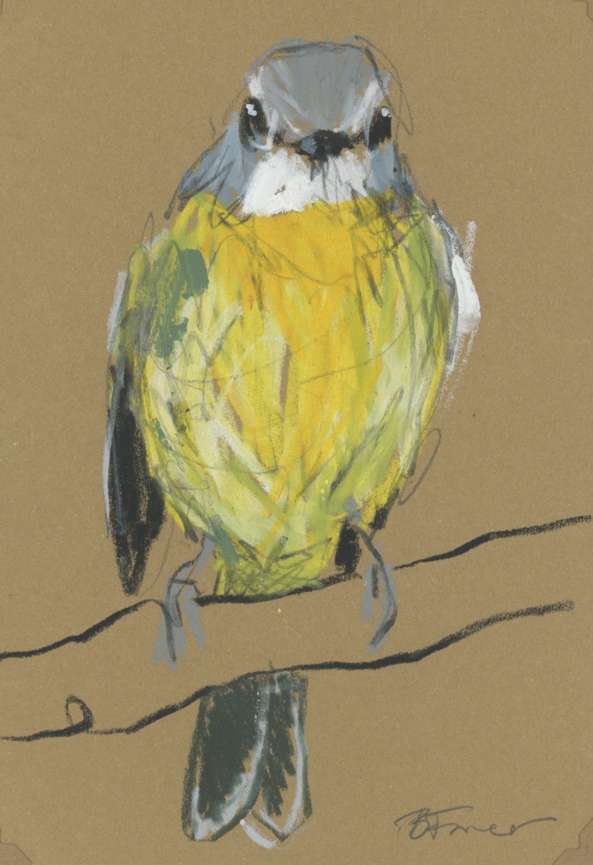 an eastern yellow robin drawn in oil pastel and graphite by Bridget Farmer