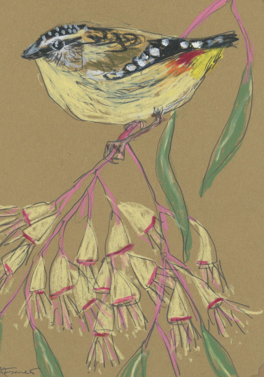 spotted pardalote drawn in oil pastels and graphite by Bridget Farmer