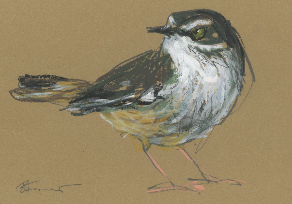 white-browed scrubwren drawn in oil pastels and graphite by Bridget Farmer