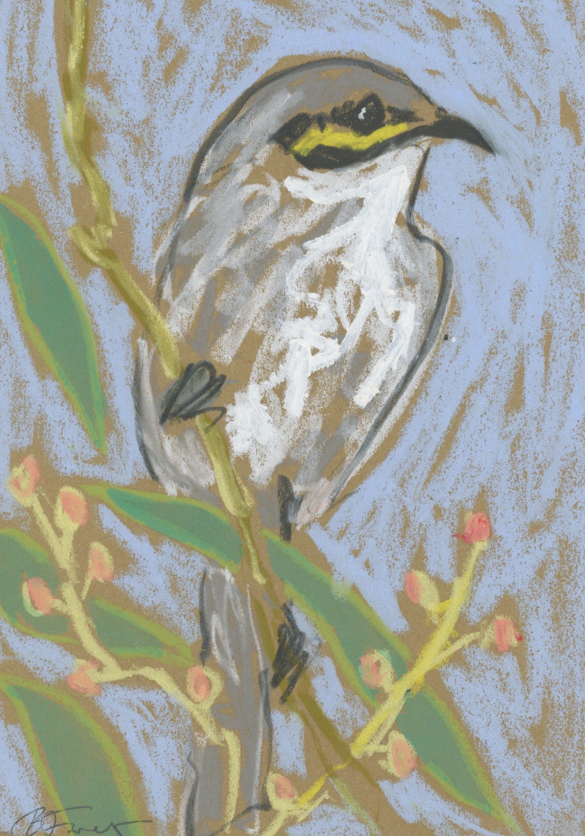 yellow-faced honeyeater drawn in oil pastels and graphite by Bridget Farmer