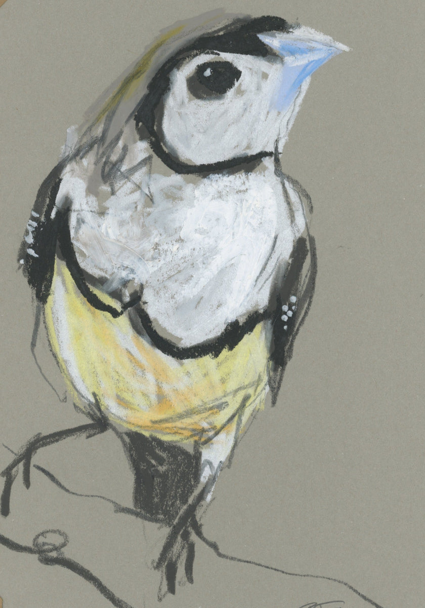 double-barred finch drawn in oil pastels and graphite by Bridget Farmer