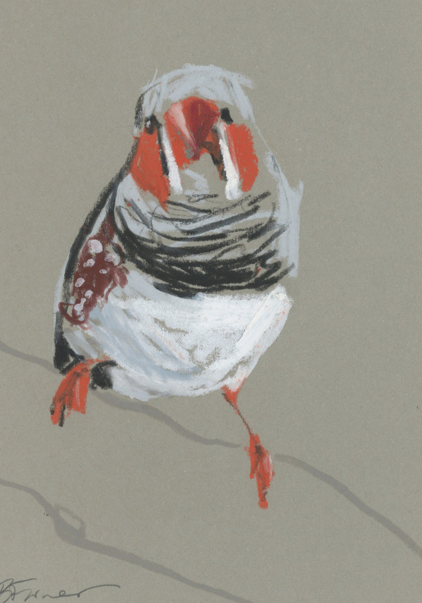 a male zebra finch drawn in oil pastels and graphite by Bridget Farmer
