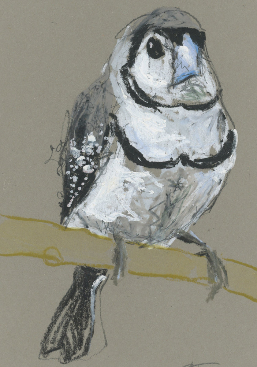a double-barred finch drawn in oil pastels and graphite by Bridget Farmer