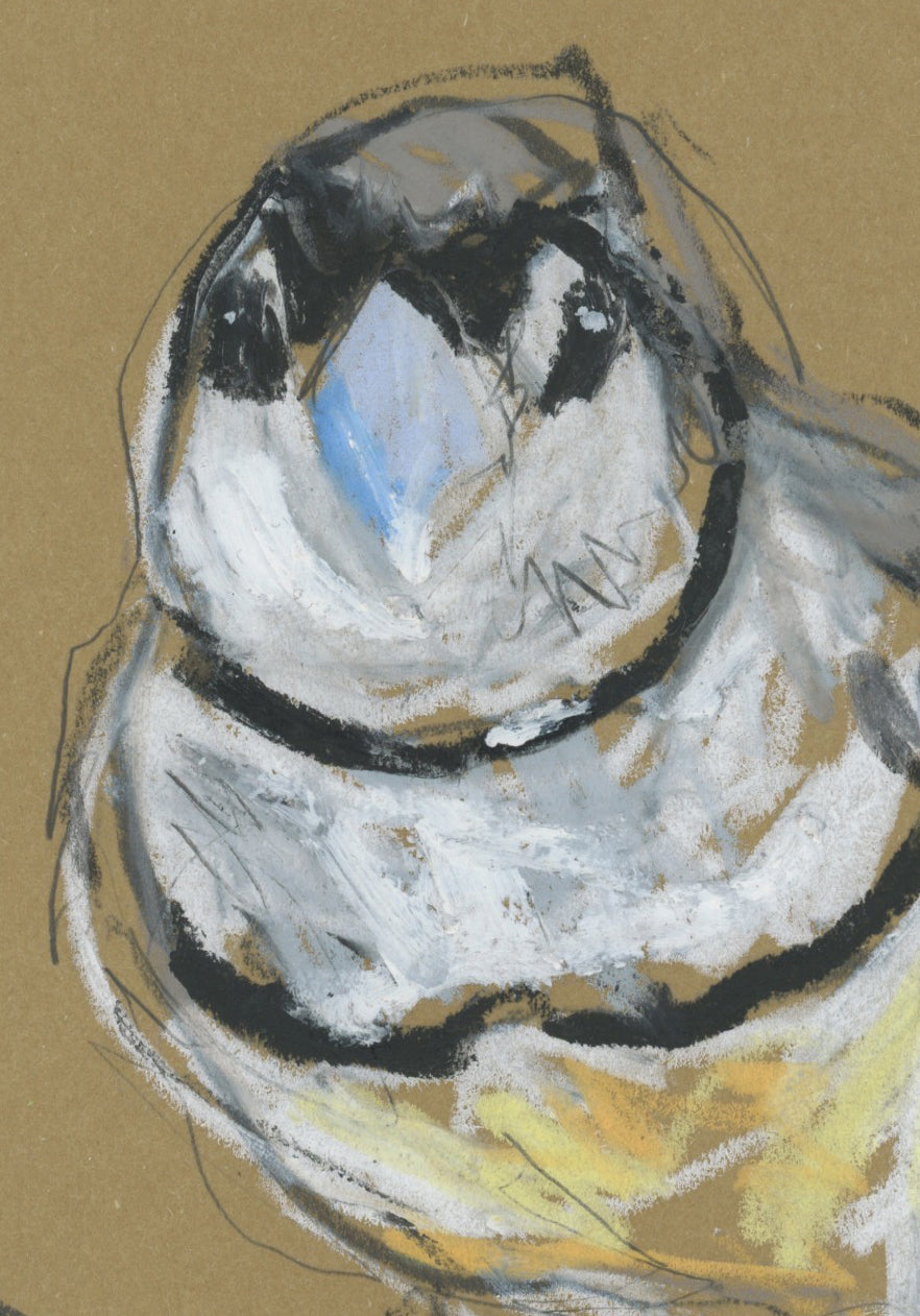 Double-barred Finch - A5 Original Drawing (D69)